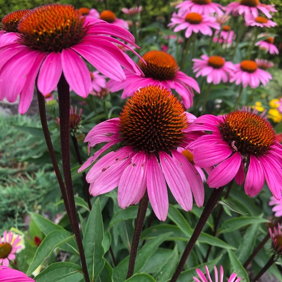 Meet your Posh Ambassador, Erin - Picture 3 of 4